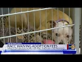 Adopt a pet for the holidays without paying adoption fees at RACC