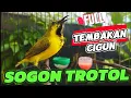 Download Lagu SOGON TROTOL FULL TEMBAKAN CIGUN‼️ COCOK BUAT MASTERAN SOGON IJOAN ANDA BUKTIKAN‼️