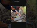 Download Lagu BONGKAR SARANG CHANNA LIMBATA  DI SAWAH #shorts