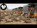 Download Lagu Unbelievable Tactics: How Texas Farmers Trap Millions of Wild Boars – You Won’t Believe This Method