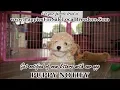 BICHON POO PUPPIES FOR SALE GEORGIA LOCAL BREEDERS GWINNETT COUNTY GA