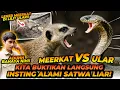 Download Lagu MEERKAT VS ULAR ! MEERKAT ANTI BISA ULAR ?! SIAPA PEMENANGNYA ?