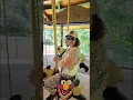 Download Lagu a day in Denver #trending #zoo #denver #lion #lions #merrygoround #vacation