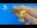 Goldfish Hand Breeding Step by Step