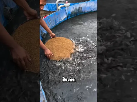 ribuan ikan langsung datang menyerbu#shorts #shortvideo