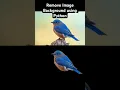 Remove Image Background in Seconds with Python rembg Tutorial