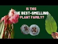 Learn to Identify Plants Myrtaceae Myrtle Family the fragrant family