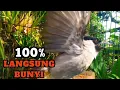 Download Lagu kutilang gacor TARUNG buat pancingan kutilang agar bunyi jadikan burung kutilang gacor