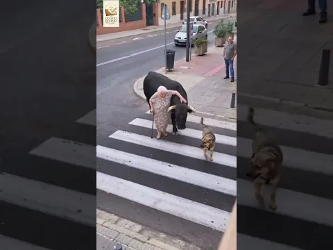 ¡LO QUE HIZO ESTE ENORME TORO CUANDO VIO A ESTA ANCIANITA CRUZAR LA CALLE DEJÓ A TODOS SIN PALABRAS