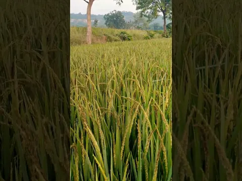 इस बार पानी कम, धान ज़्यादा।