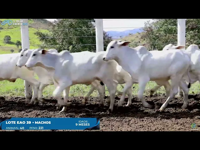 Lote 39