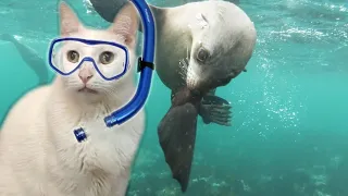 Don't Worry Be Happy - by Cats