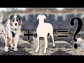 Top 10 Fanciful Australian Shepherd Cross Breeds Australian Shepherd mix breeds