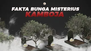 Download Fakta Bunga Kamboja yang Selalu ada di Kuburan - Khasiat Bunga Kamboja MP3