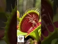 Flytrap Catches Spider Without Knowing