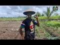 Download Lagu DI LUAR DUGAN TANAMAN CABE UDAH MULAI BUNGA SETELAH DI KASIH RACIKAN PUPUK PPL TERANSMIGRASI SP 9
