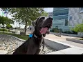 MEET CALLIE THE COURT DOG