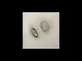 Peter Gabriel - Four Kinds of Horses (Bright-Side Mix)