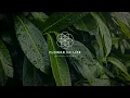 Rain on Leaves | 8 Hours of rain falling on leaves | Relaxation Meditation Fall asleep fast
