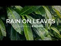 Download Lagu Rain on Leaves | 8 Hours of rain falling on leaves | Relaxation Meditation Fall asleep fast