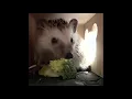 Hedgehog eating broccoli