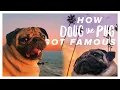 How Doug The Pug Got Famous