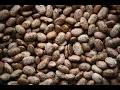Pinto Beans 101 - Nutrition and Health Benefits