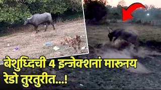 Delays in Catching Aggressive Bull Spark Panic in Panzorconi-Cuncolim||GOA365