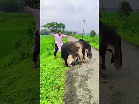 See why there are no cows.