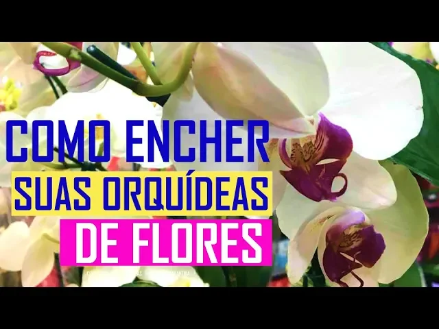 ORQUÍDEAS QUE NÃO FLORESCEM? 5 DICAS PARA SUPER FLORIR ORQUÍDEAS!