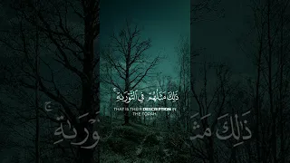 القرآن الكريم محمد رسول الله و الذين معه أشداء على الكفار الشيخ ياسر الدوسري تلاوة مريحة 