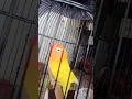 Download Lagu DIJUAL LOVEBIRD FIGHTER DURASI 1menit Up.. 2,5jt minat langsung japri saya bosku wa 082228983335