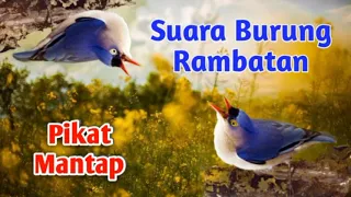 suara pikat burung rammbatan