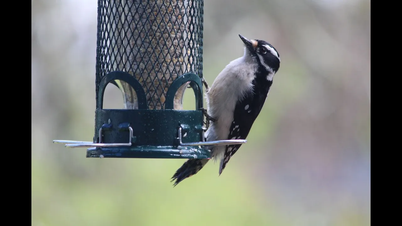 Birding Basics Class: Terrestrial Birds of Sonoma County