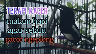 terapi kacer malam hari agar selalu gacor