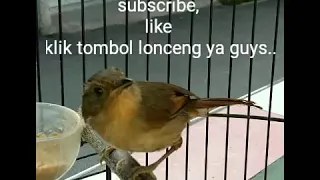 sikatan londo durasi panjang mastering audio terbaik kicau mania 