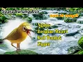Lagu Awassss Ikutan Nembak // Masteran Pleci Roll Tembak Bongkar Isian
