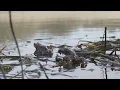 Download Lagu Male Common European toad (Bufo bufo) approaching female at surface, Priddy, Somerset, England, UK,