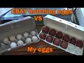 Ebay hatching eggs incubation process