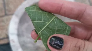IBUHOS ITO SA HULING ARAW NG GHOST MONTH SEPTEMBER 11 AT BUBUHOS ANG SWERTE AT PERA ANG KUSANG LAPIT