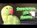 Expectations of owning a Indian Ringneck Parrot VS Reality