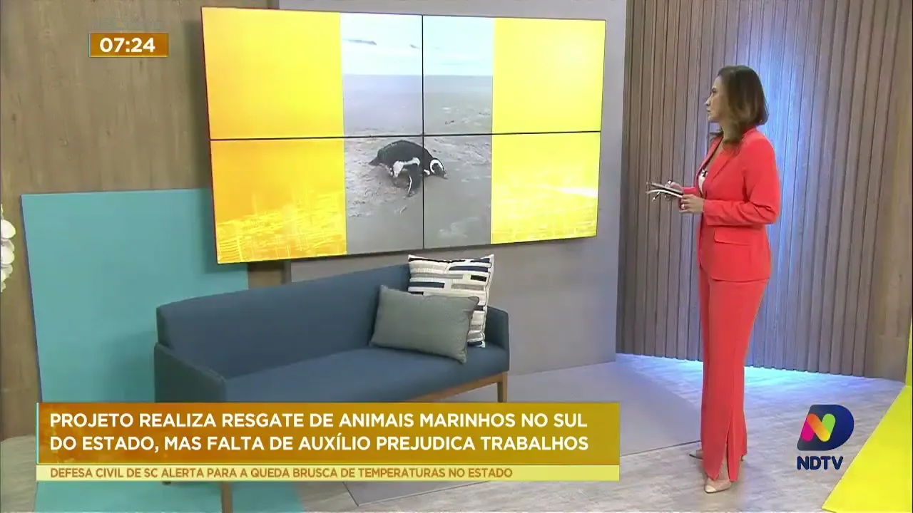 Projeto que resgata animais marinhos nos mares do Sul de SC enfrenta dificuldades; entenda