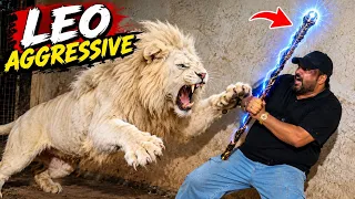 Magic stick not working today😱Leo ki chain kholna mushkil ho gaya😳(Mian Saqib)
