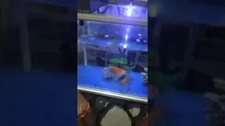                      دندنها