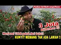 Lagu Modal Kunyit saja!! Lebih banyak Buah daripada Daunnya 👍👍👍