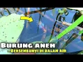 Download Lagu Anak burung ini masuk kedalam air untuk bersembunyi ketika ada ancaman datang