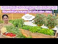 Download Lagu PANEN 3 JENIS CABE KANGKUNG \u0026 KEMBANG KOL || ALHAMDULILLAH KEMANGI \u0026 SALAD SUBUR SEMUA 