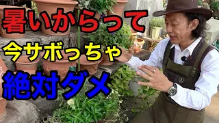 【9月とても大切な事】今やらないと間に合わない園芸作業【園芸超人カーメン君】
