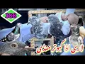 Download Lagu 388) Lahore lari ada kabootar mandi || کبوتر منڈی || #amjadaliofficial #pigeon 
