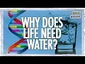 The Amazing Properties of Water That Make Life Possible